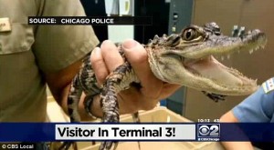 bizzare- aligator