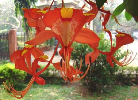 victoria-gardens-amherstia