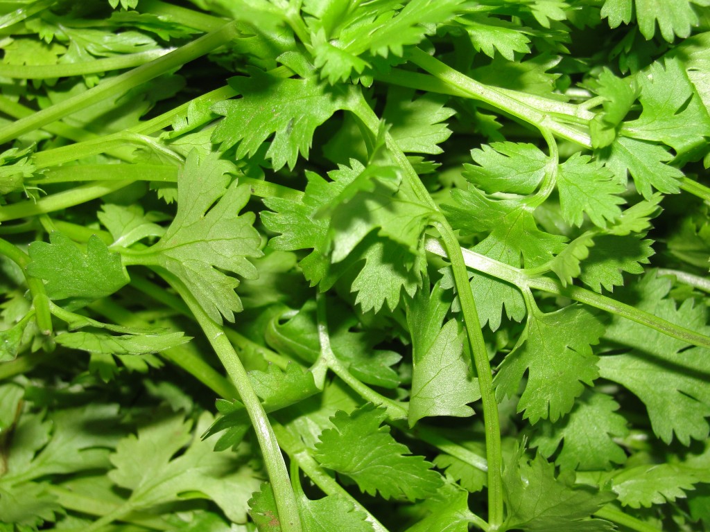 Coriander_leaves