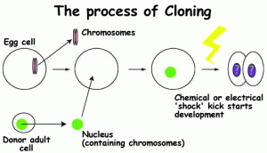 Katarney11_cloning_figure_3