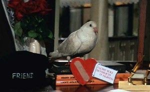 maine-pyar-kiya-pigeon