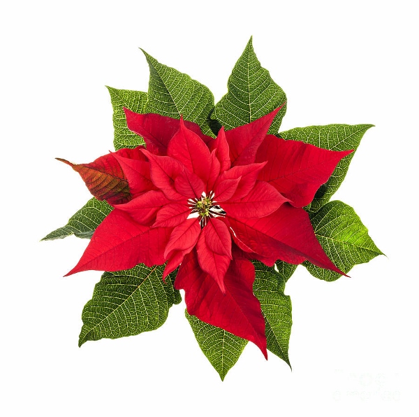 Happy Poinsettia Day 2014 HD Images, Greetings, Wallpapers Free ...