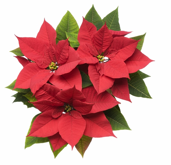 8 Amazing Poinsettia Day Images, Wallpapers, Photos For Facebook ...